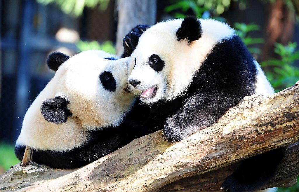 US-ANIMAL-PANDA 