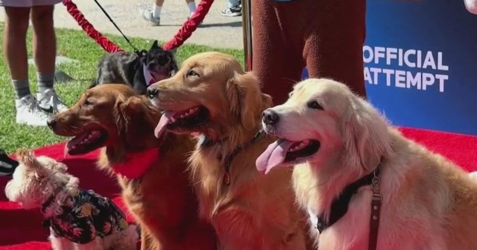 About 200 canines show up at PAW Patrol screening, set file for ‘most puppies attending a movie screening’ About 200 canines show up at PAW Patrol screening, set file for ‘most puppies attending a movie screening’