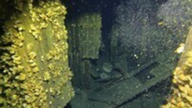Mussels Decaying Shipwrecks 
