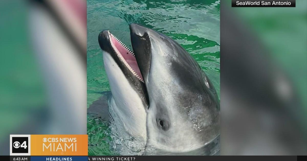 Miami Seaquarium Lolita’s companion dolphin has a new residence