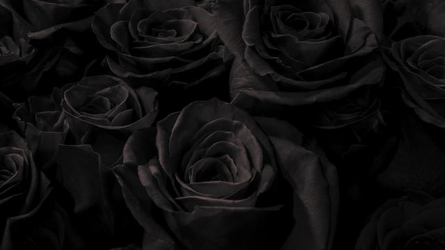 black roses isolated on a black background. Greeting card with roses 