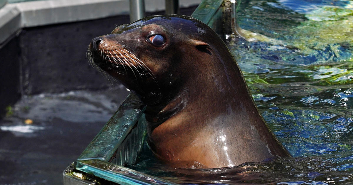 Flooding permitted 1 New Yorker a tiny flavor of freedom — a sea lion at the Central Park Zoo