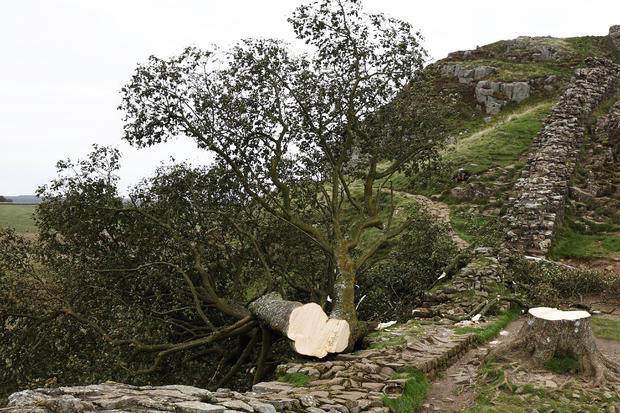 U.K.'s Sycamore Gap tree, featured in Robin Hood movie, chopped down in deliberate act of vandalism