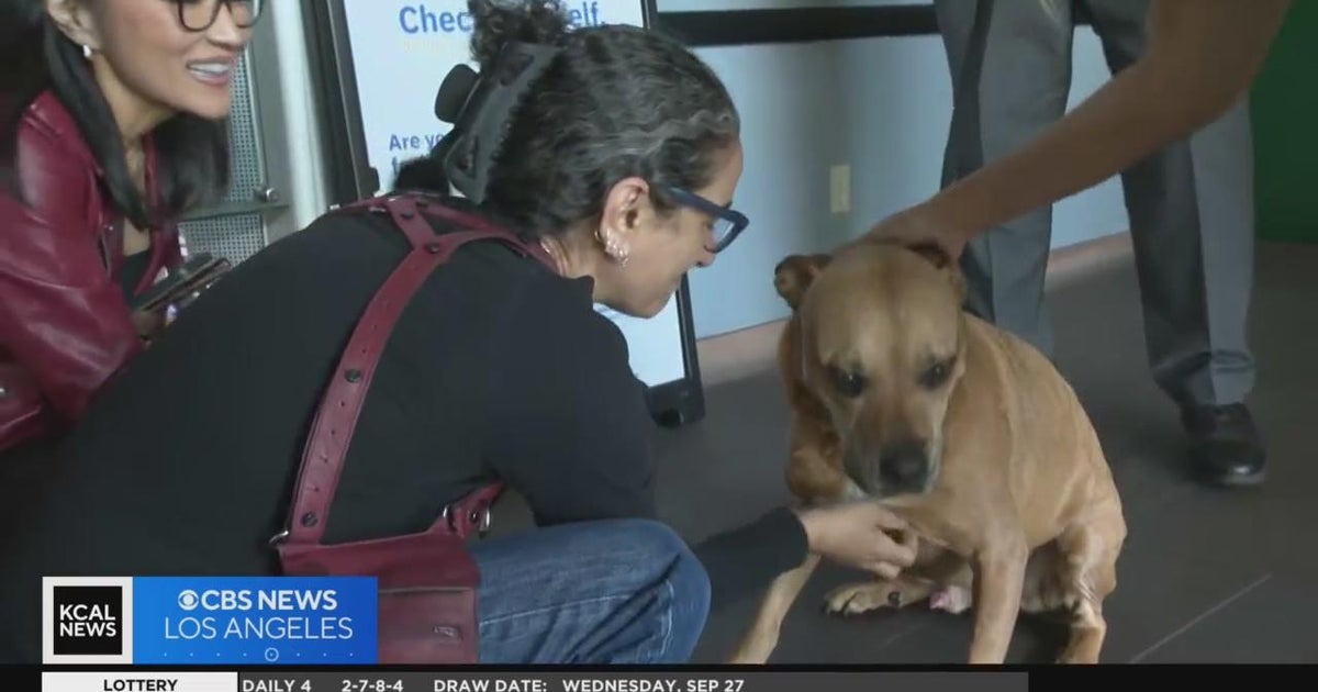 Stolen dog reunites with its owner after brutal attack - CBS Los Angeles
