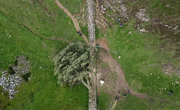 General view of the felled Sycamore Gap in Northumberland.