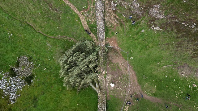 Britain Sycamore Gap Tree Trial 