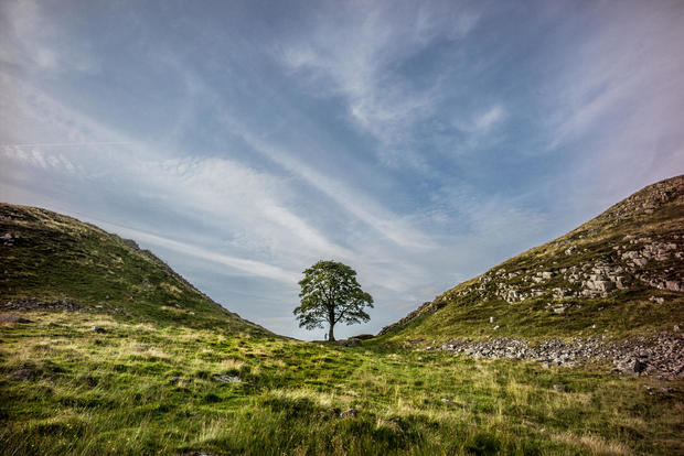 The Sycamore Gap tree near Hadrian's Wall is seen in a file photo before it was cut down
