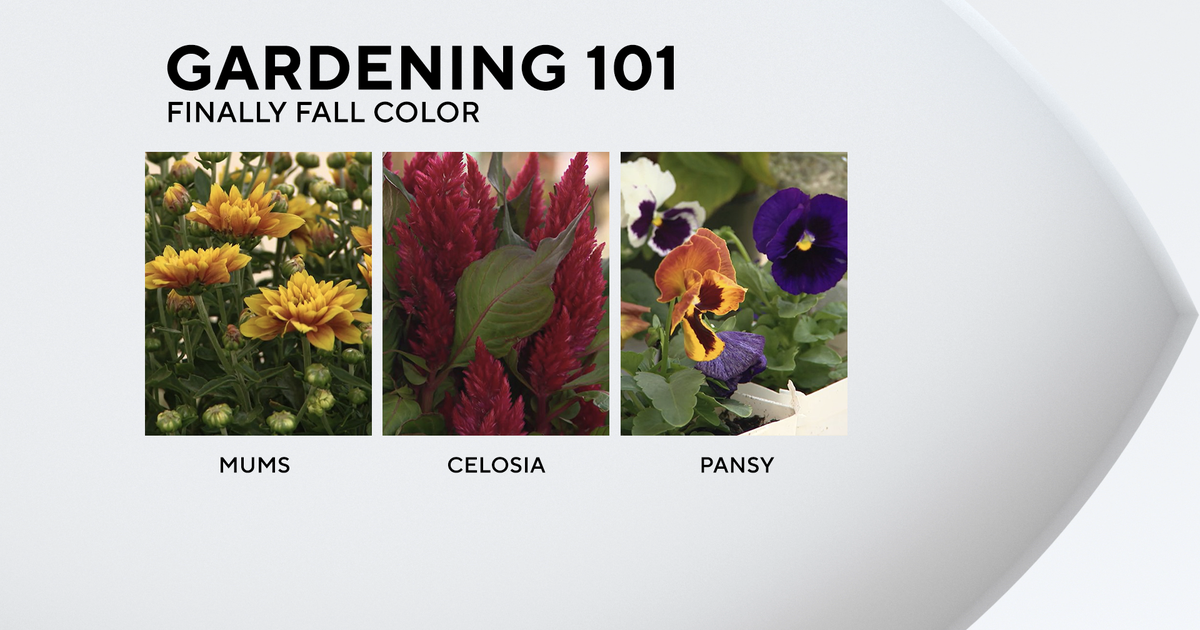 Gardening 101: Fall color, finally Gardening 101: Fall color, finally