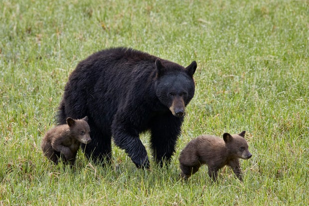 Black Bear (Ursus americanus) sow and two chocolate cubs of the year or spring cubs, Yellowstone National Park, Wyoming, USA 