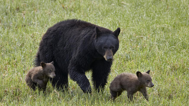 Black Bear (Ursus americanus) sow and two chocolate cubs of the year or spring cubs, Yellowstone National Park, Wyoming, USA 