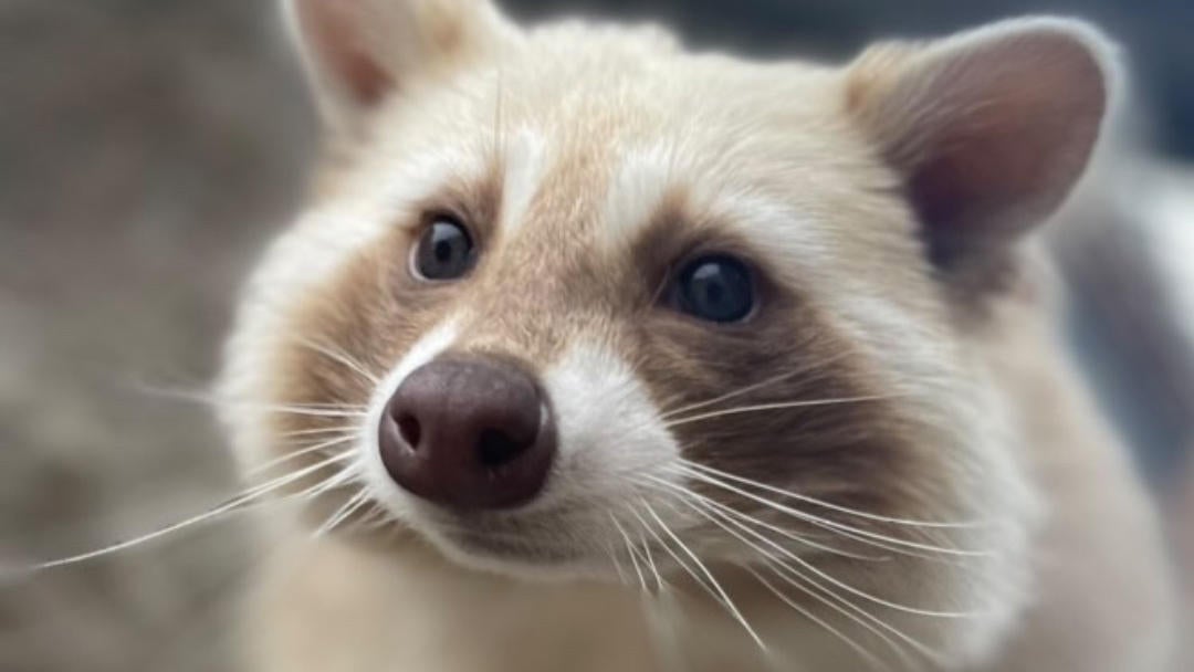 Sisters celebrate International Raccoon Day at the Denver Zoo - CBS ...