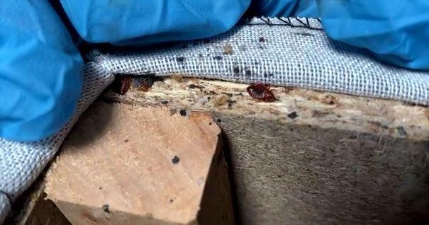 Paris is crawling with bedbugs. They're even riding the trains.