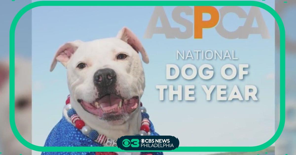 ASPCA declares South Jersey dog its National Dog of the Year - CBS  Philadelphia