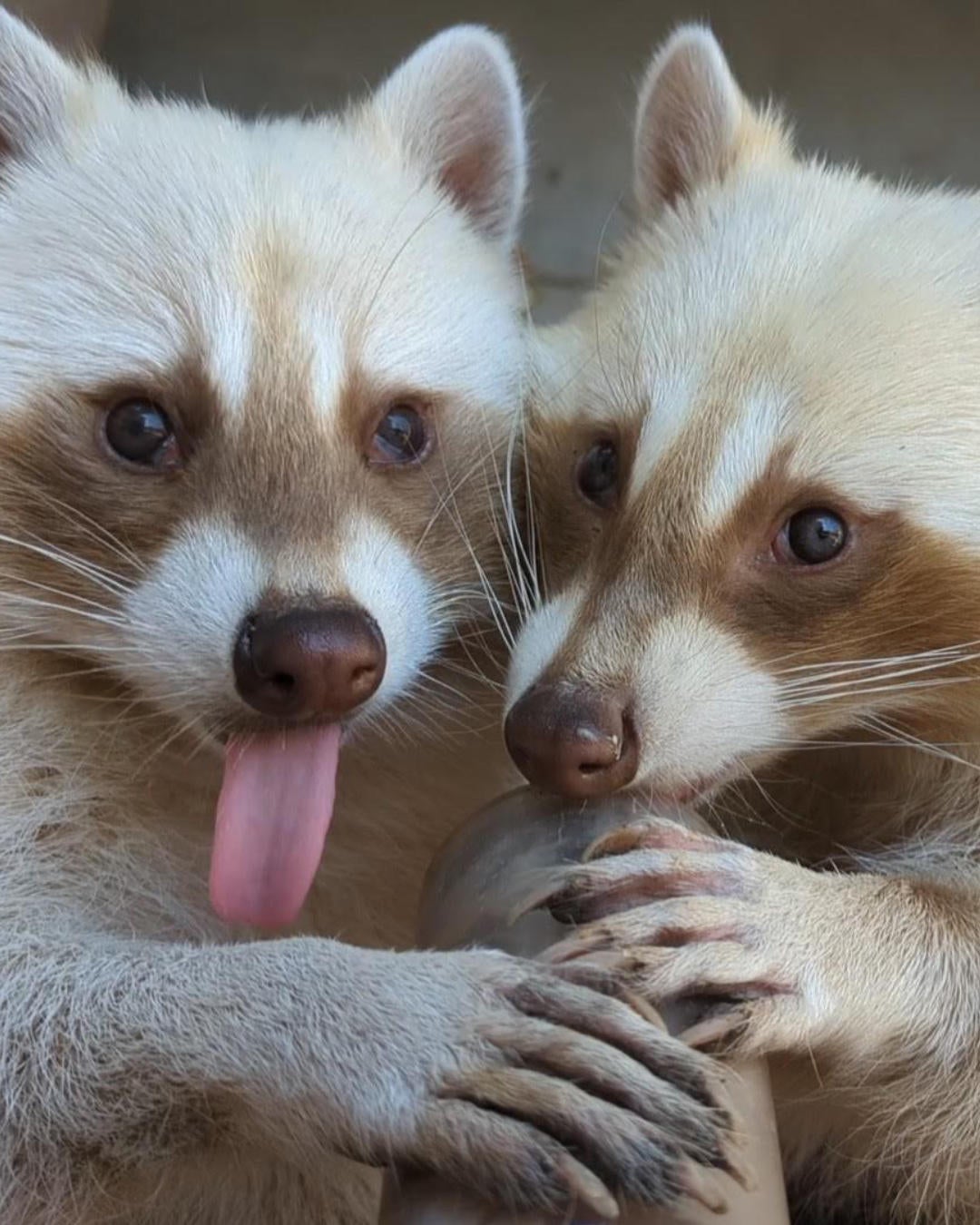Sisters celebrate International Raccoon Day at the Denver Zoo - CBS ...