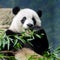 Giant pandas leaving D.C. for China after 23 years