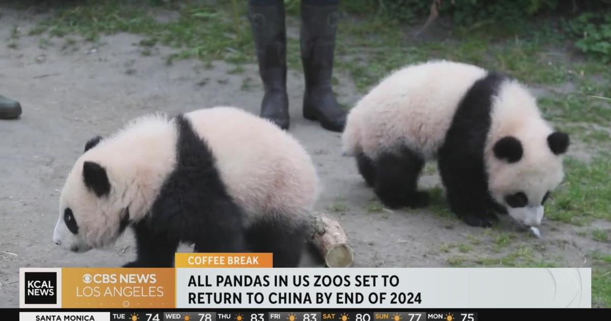 Pandas will leave all U.S. zoos, as the contract with China was not ...