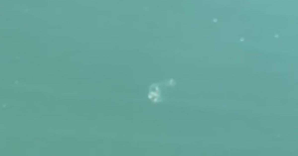 Mysterious freshwater Peach Blossom Jellyfish spotted in Northern California reservoir
