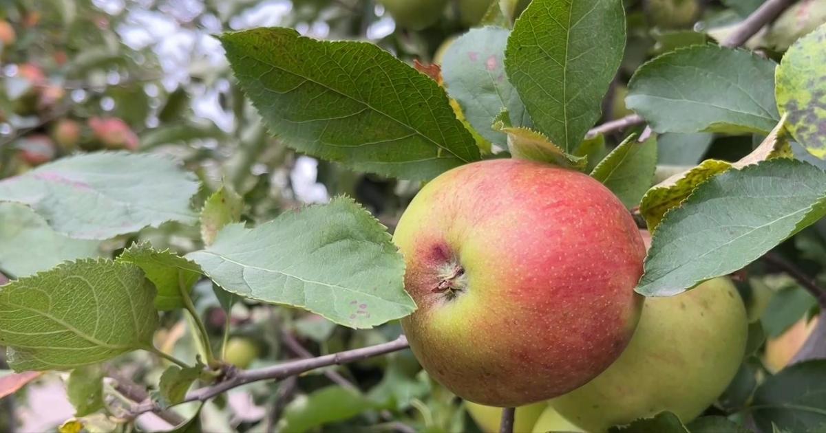 Climate Science: The Manufacturing of Apple Cider at Blake’s Farm