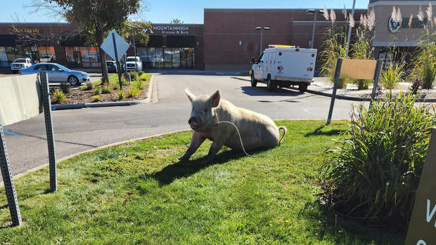 fred-the-pig-credit-city-of-aurora.jpg 