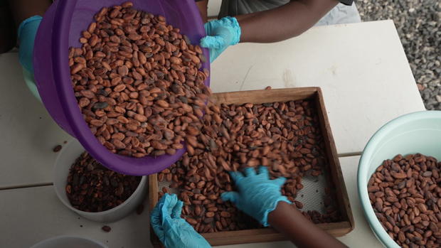 cocoa-beans.jpg 