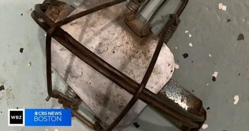 Illegal animal traps set in Arlington, Lexington CBS Boston