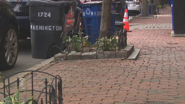 South End sidewalk bees 