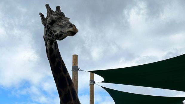 lewis-giraffe-pittsburgh-zoo-2.jpg 