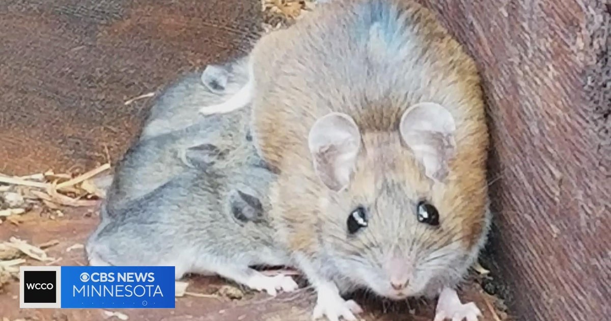 Rodents are on the rise in the metro CBS Minnesota