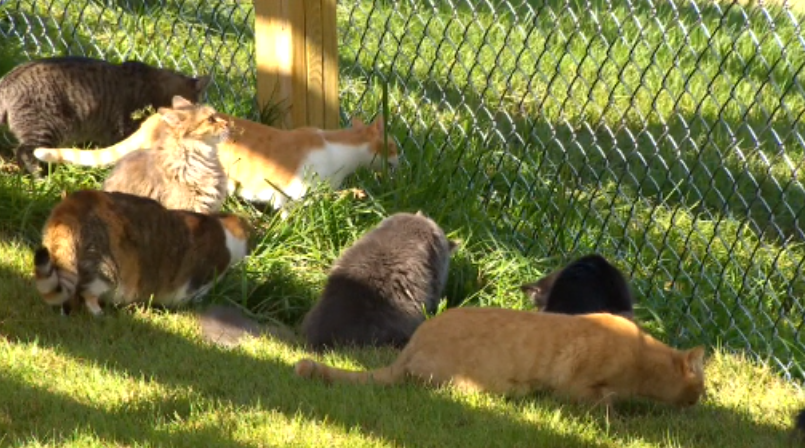 cat-playground-faribault.png 