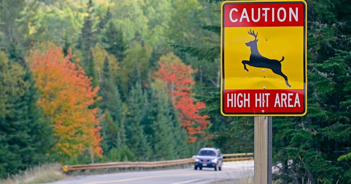These Massachusetts towns see the most deer crashes - Vimarsana News