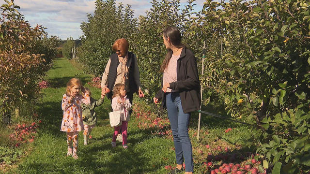 Apple picking Lookout Farm 