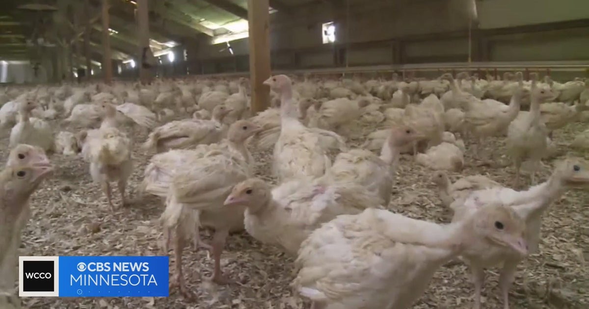 Meeker County flock terminated to prevent spread of bird flu - CBS ...