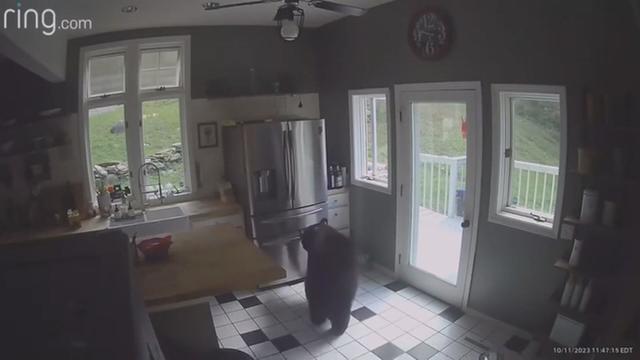 A black bear stands in front of a refrigerator inside a kitchen. 
