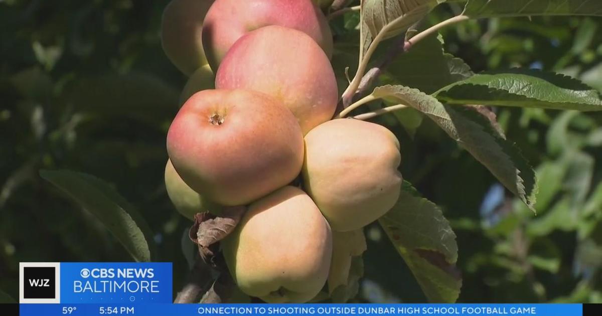 Battling Climate Change: University of Maryland researchers breed heat resistant apples