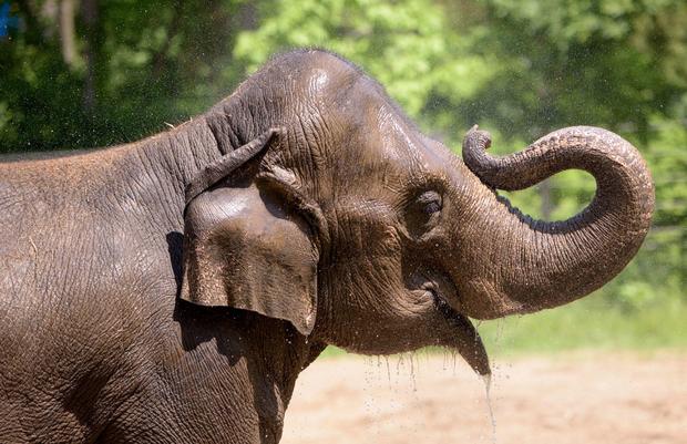 Rani the elephant 
