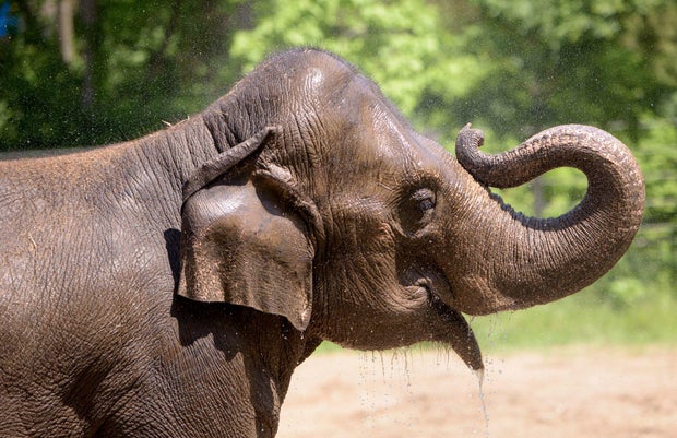 Rani the elephant