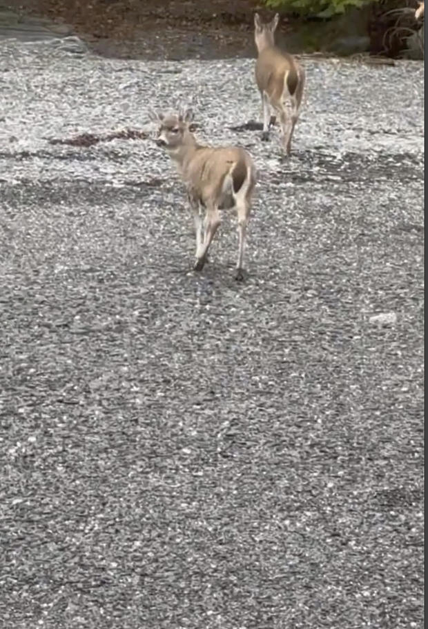 Alaska Deer Rescue 