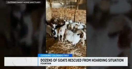 Dozens of goats rescued from hoarding situation - CBS Colorado