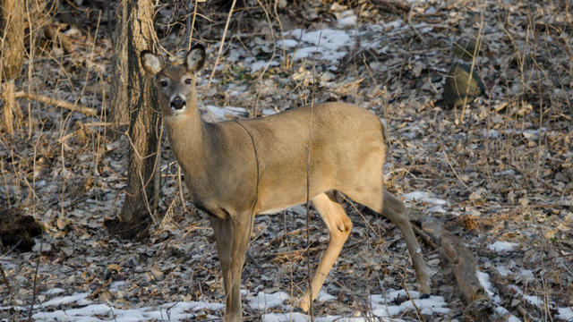 Minnesota, Mendota Heights, White-tailed Deer, Doe in Woods 