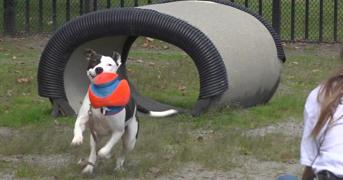 Bergen County Animal Shelter & Adoption Center pleading for help as