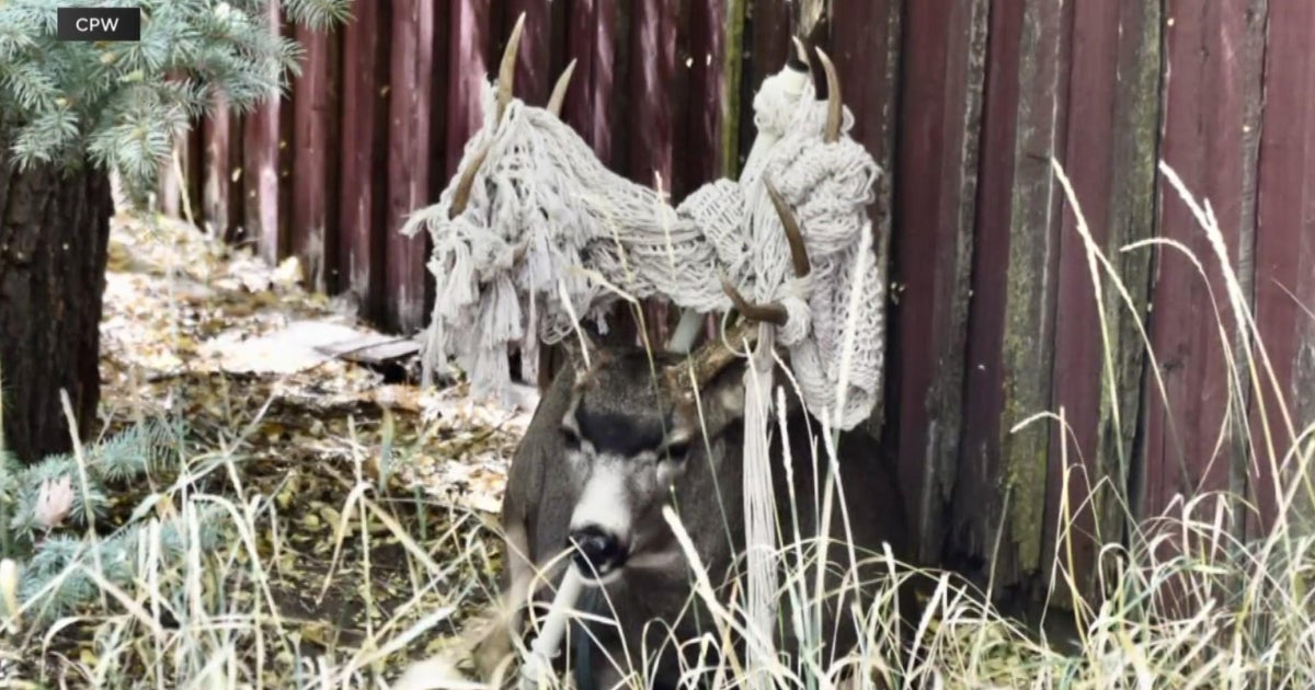 Deer with hammock stuck in antlers helped by Colorado Parks and ...