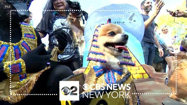 Dog dads hit the road. - New York Yankees