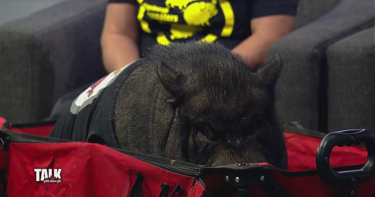 Letting you know how to a pig parent CBS Pittsburgh