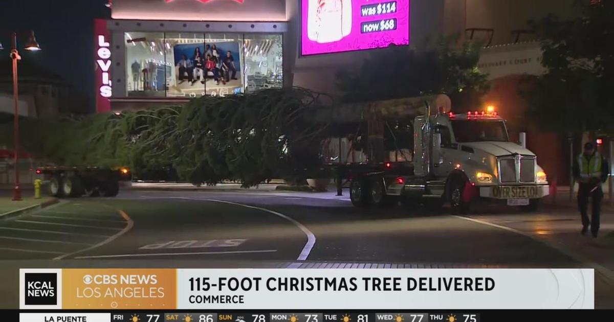 Citadel Christmas tree arrives Friday morning CBS Los Angeles