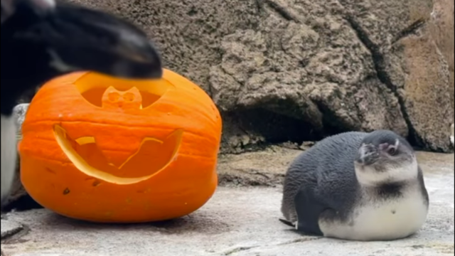 kdka-national-aviary-new-penguin.png 