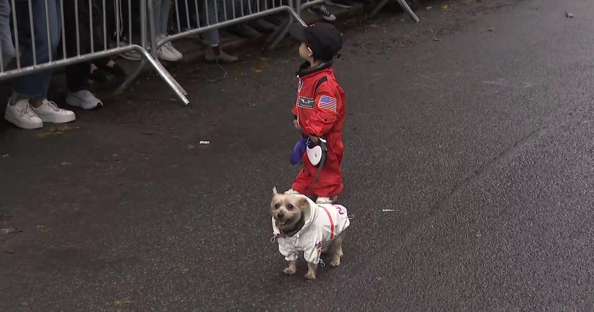 The 31st annual Tompkins Square Halloween dog parade, Art and design