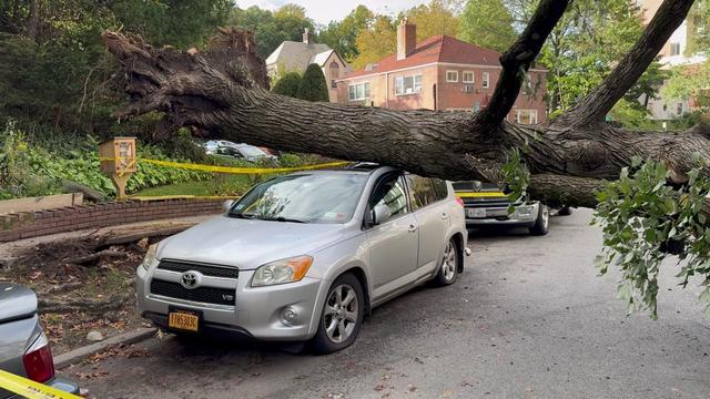 A large tree rests on the roof of a small SUV parked on a street. 