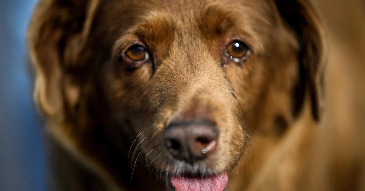 وفاة أكبر كلب في العالم، بوبي، عن عمر يناهز 31 عاماً