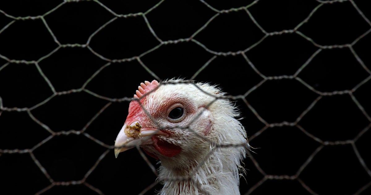 “We’re flying blind”: CDC has 1 million bird flu tests ready, but experts see repeat of COVID missteps “We’re flying blind”: CDC has 1 million bird flu tests ready, but experts see repeat of COVID missteps