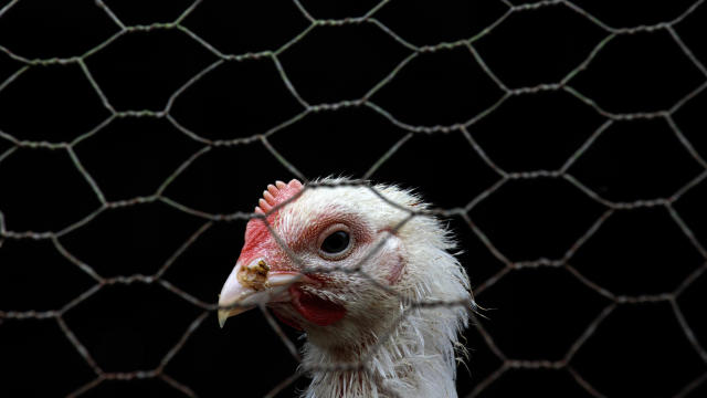 Inside A Poultry Farm in Malaysia as Bird Flu Global Spread Escalates 